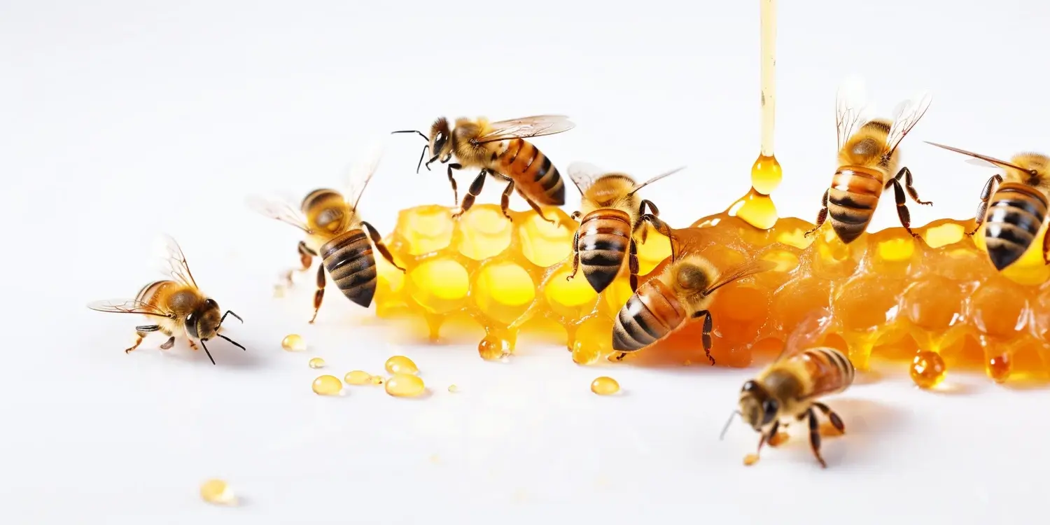 Gdzie kupić matkę pszczelą?