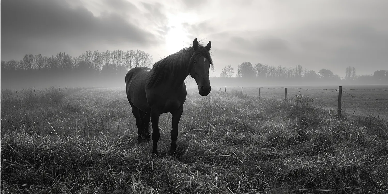 Kremacja zwierzęcia – czy to dobry pomysł?