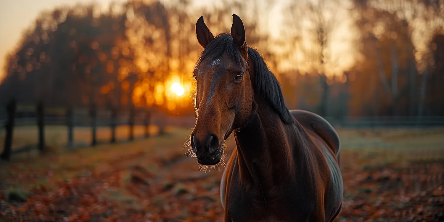Jak pożegnać ukochanego zwierzaka?