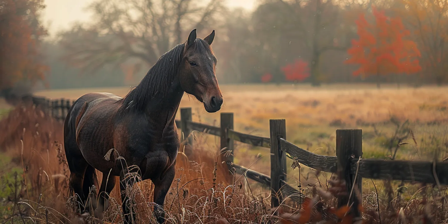 Krematorium dla zwierząt, utylizacja czy cmentarz – co wybrać po śmierci ukochanego pupila?